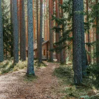 هرس وخرید انواع درخت و چوب|خدمات باغبانی و درختکاری|گلبهار, شهر جدید گلبهار|دیوار