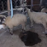 ۱ عدد بز و بره|حیوانات مزرعه|بندرعباس, |دیوار