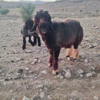 بره قوچی|حیوانات مزرعه|لالی, |دیوار