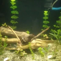 آکواریوم پلنت