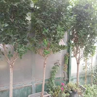 نیلوفر ارغوان مرداب نخل باغبانی نهال درخت گل فروشی|گل و گیاه طبیعی|تهران, کامرانیه|دیوار