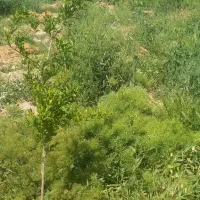 باغچه