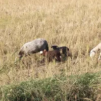 گوسفند دوقلوها با دو بره ماده وگوسفندابستن|حیوانات مزرعه|شیرگاه, |دیوار