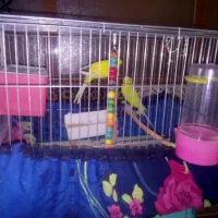 مرغ عشق نر و ماده|پرنده|سراب, |دیوار