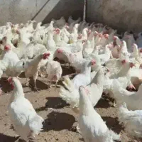 مرغ پایان دوره عمده