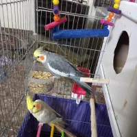 عروس هلندی سخنگو