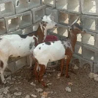 گوسفند|حیوانات مزرعه|بندرعباس, |دیوار