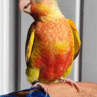 گرینچیک دستی اهلی سخنگو دبل رد قرمزی و کیفیت بالا|پرنده|بیرجند, |دیوار