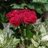 گل رز هلندی محصول باکیفیت|گل و گیاه طبیعی|تهران, نیلوفر|دیوار