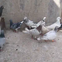 صیدقلدر