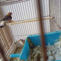 فنچ کینگ|پرنده|تهران, نعمت‌آباد|دیوار