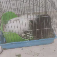 دو خرگوش نر و ماده هلندی