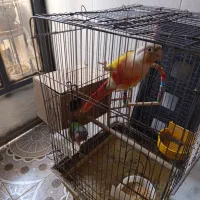 دوتا گریچینک|پرنده|کاشان, خزاق|دیوار