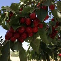 باغ-ویلا