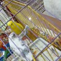 مرغ عشق|پرنده|سنندج, |دیوار