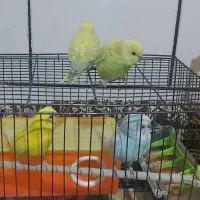 مرغ عشق|پرنده|لنجان, |دیوار