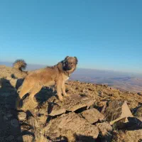 واگذاری سگ|سگ|بستان آباد, |دیوار