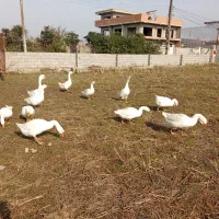 فروش غاز اوکراینی نر و ماده|حیوانات مزرعه|قائمشهر, |دیوار