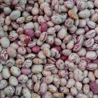 لوبیاچیتی|خوردنی و آشامیدنی|قیدار, |دیوار