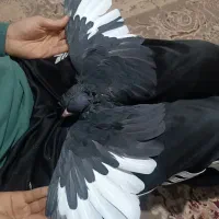 کفتر|پرنده|مشهد, عباس‌آباد|دیوار