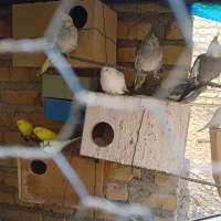 طوطی|پرنده|زرین دشت (فارس), |دیوار