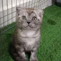 گربه|گربه|رودهن, |دیوار