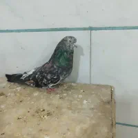 کفتر سرور آتشی زردی جفت