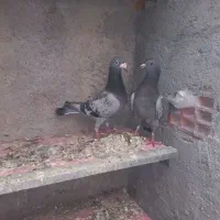 جوجه پلاکی