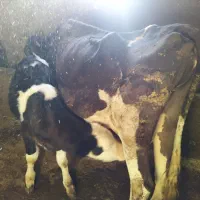 گاو وگوساله سیمینتال