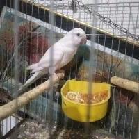 راهب نر تضمینی|پرنده|ارومیه, |دیوار