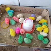 جوجه رنگی سرحال