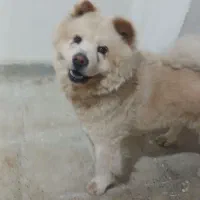 سگ چاو چاو