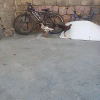 نیمچه خروس و مرغ|حیوانات مزرعه|حسین آباد, |دیوار