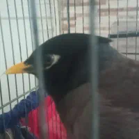 مرغ مینا سخنگو
