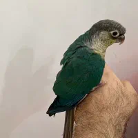 طوطی گرینچیک