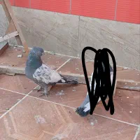 فرش سی*نه سبز