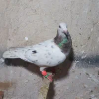 کفتر|پرنده|مشهد, پنجتن|دیوار