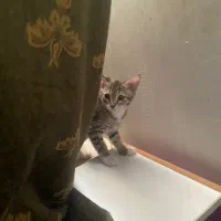 گربه ماده|گربه|گرگان, |دیوار