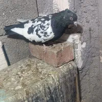 ماده سینه سیاه