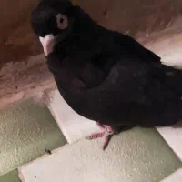 سیاه آبادانی