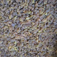 فروش کشمش.سایه خشک. الوبخارا.سنجد|خوردنی و آشامیدنی|ملایر, |دیوار