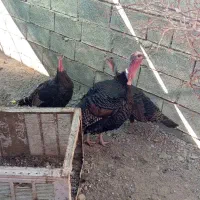 بو قلمون|حیوانات مزرعه|توکهور, |دیوار