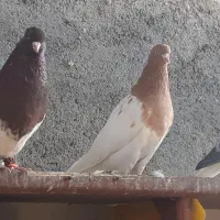 کله سرخ و کله زرد