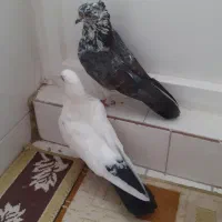 نر و ماده   قدیمی