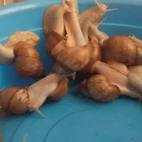 حلزون بالغ تخم گذار