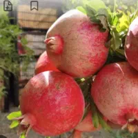 رب انار تازه و خوشرنگ