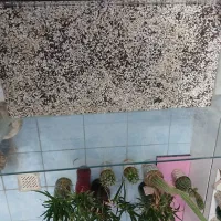 آکواریوم|ماهی|مبارکه, |دیوار