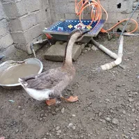 قوغاز نر آفریقایی اصل