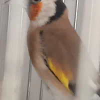 سهره بخون