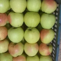 سیب درجه یک